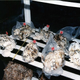 Illustration for article titled The Solution to Disposable Diaper Waste Is Apparently Mushrooms